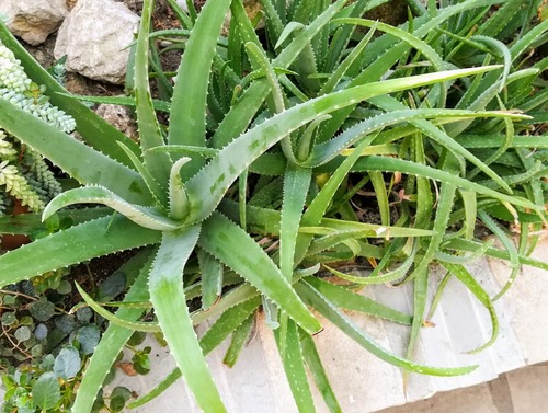 Aloes – roślina, która jest z nami od wieków